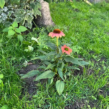 Nyaraló Casa Divera *