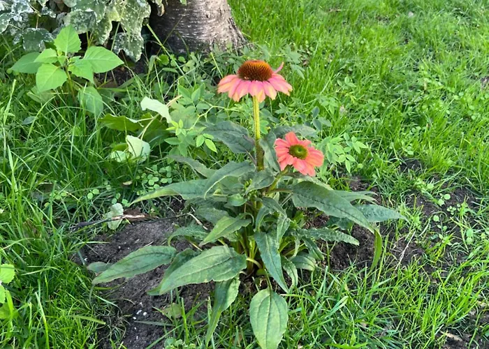 Nyaraló Casa Divera *