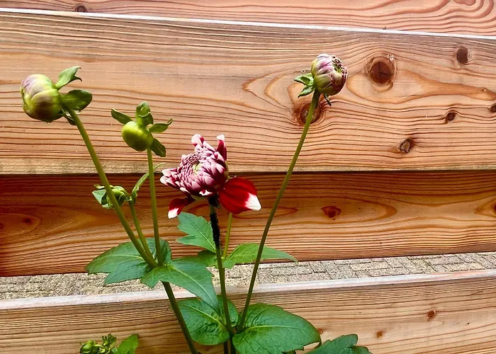 Casa Divera Noordwijkerhout